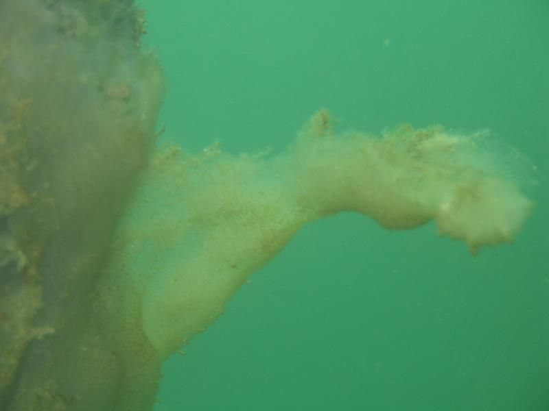 April 2007 Diving Beaver Lakes 024.JPG